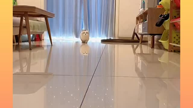 27 Cute and Funny Cat Videos Compilation