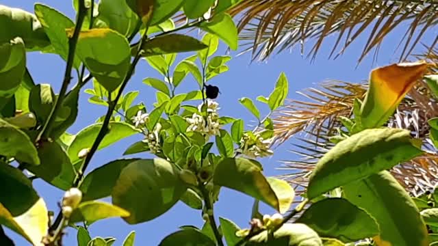 The bird moves from branch to branch above the tree