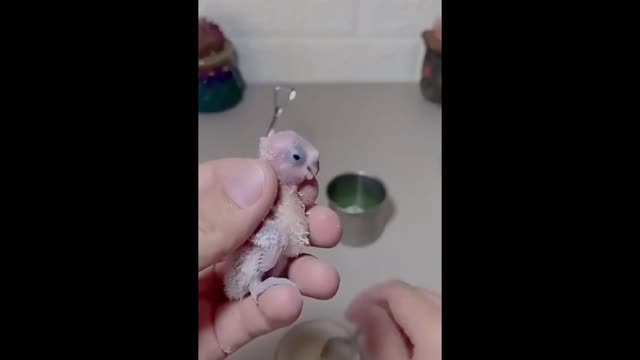 The little baby bird grow himself part 3