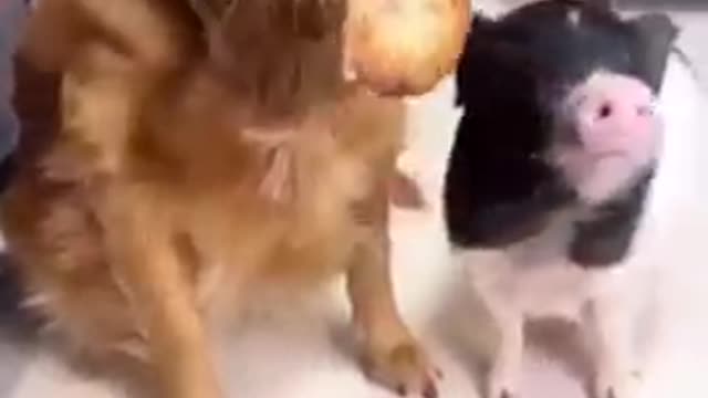 Why mostly peoples love a dog???
