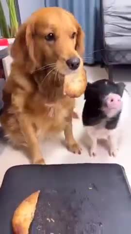 Why mostly peoples love a dog???