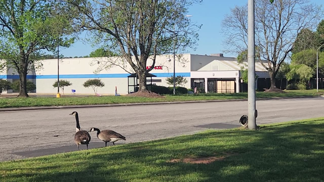 Featuring the most annoying birds, Canadian Geese