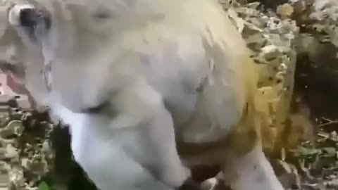 Cute and adorable animal behavior makes anyone happy to see it