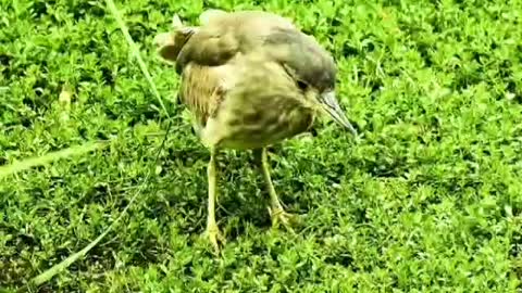 Animals 15 birds peck