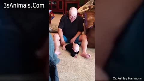 Cute Puppies and Babies Playing