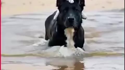 The dog carried the cat across the water and sat on it🐕 trending video