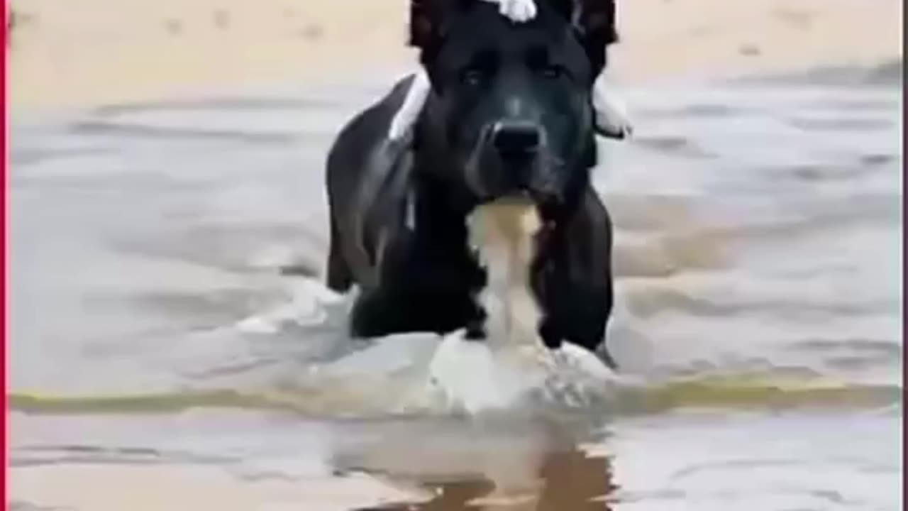 The dog carried the cat across the water and sat on it🐕 trending video