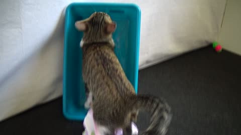 Funny Little Cat Manages to Undress Himself