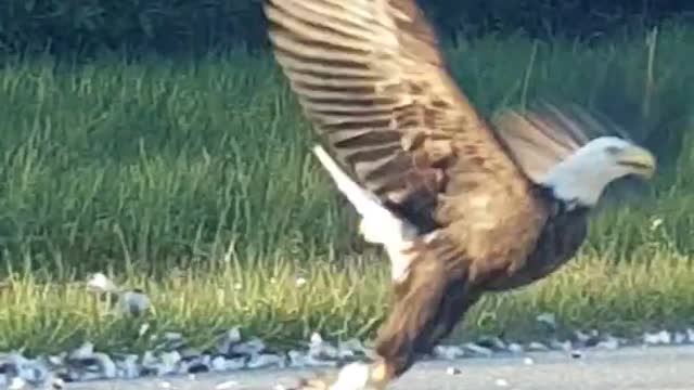 unbelievable bald eagle encounter