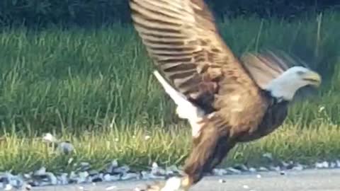 unbelievable bald eagle encounter