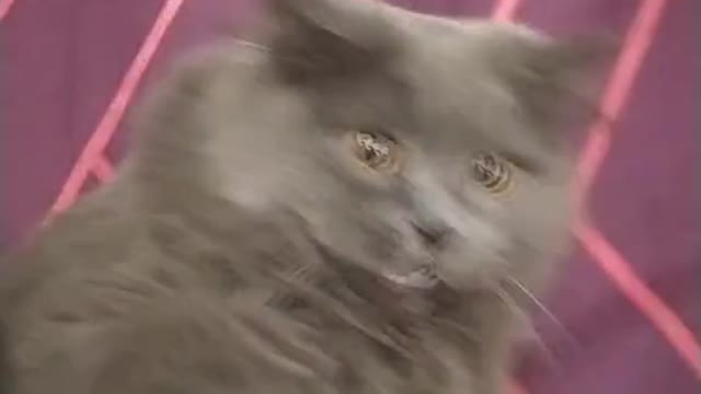 Cat video Playing Beautifull cat video Playing