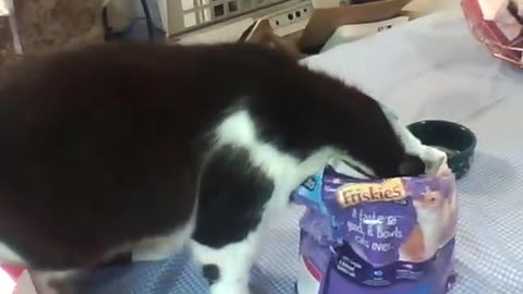 Harry getting into a bag of Friskies