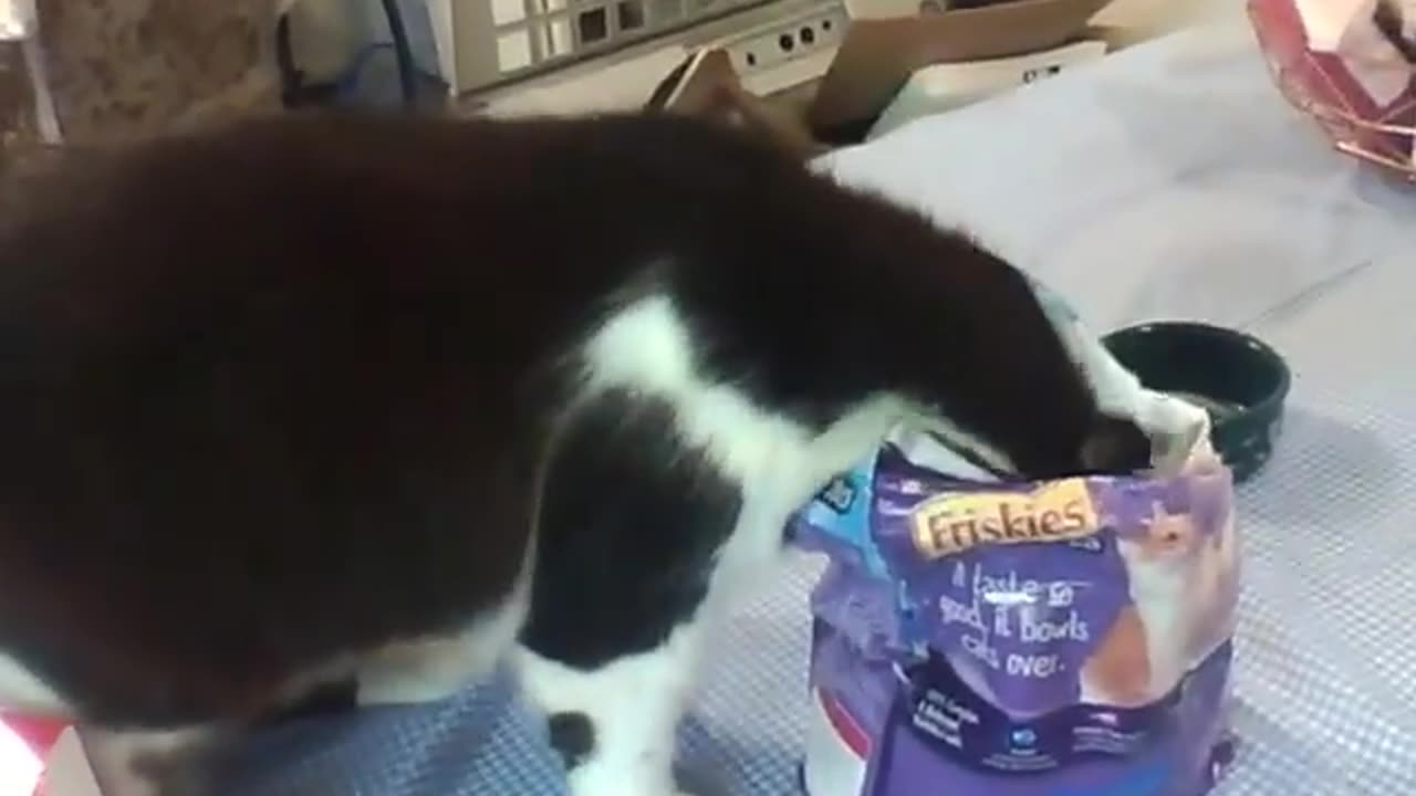 Harry getting into a bag of Friskies