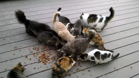 cats can eat food