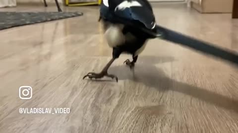 Clever bird