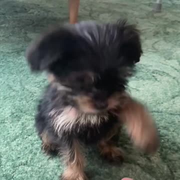 Adorable Yorkie Puppy Has Some Cool Tricks