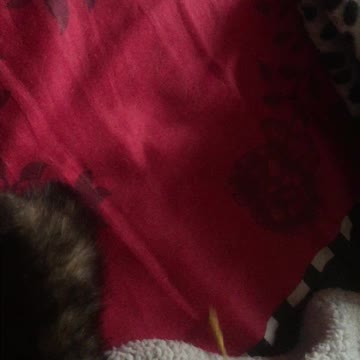 Luna the kitten playing with some string