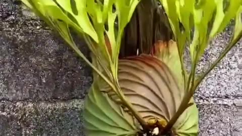 Platycerium Rideyi Is A Fern~Catching Rainwater..Animal Droppings Building Up Their Own “Compost” System For Nutrition Over Many Years