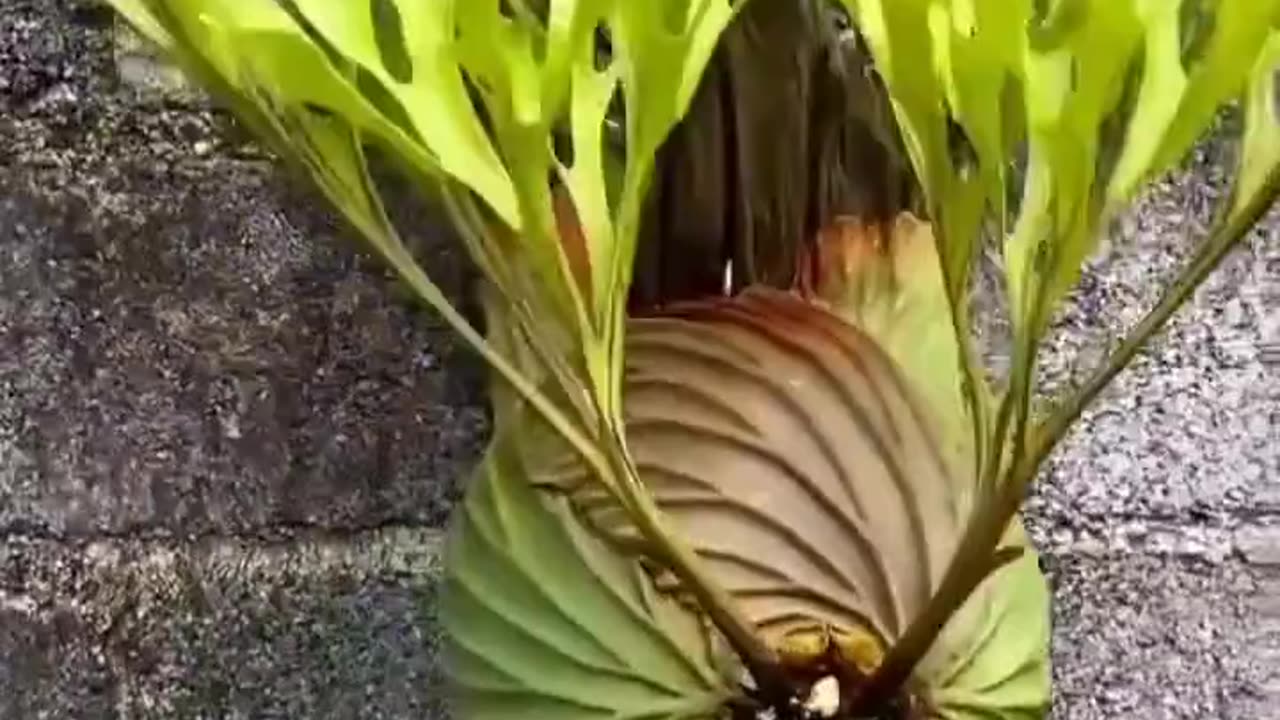 Platycerium Rideyi Is A Fern~Catching Rainwater..Animal Droppings Building Up Their Own “Compost” System For Nutrition Over Many Years