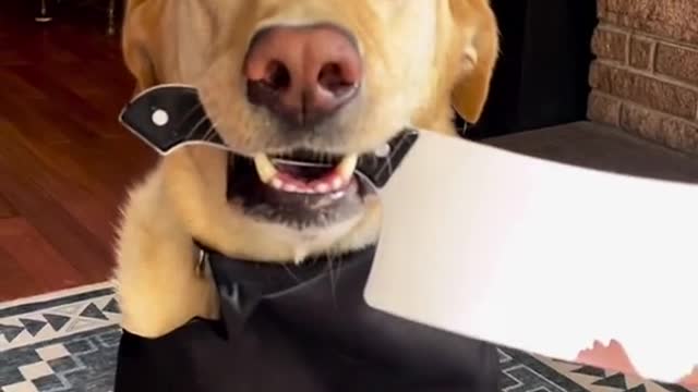 He is really a good boy