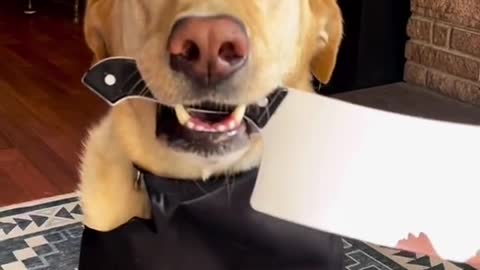 He is really a good boy
