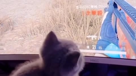 Cute kitty is trying to hold the gun on his hand and wants to fire but he can't catch the gun