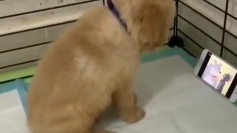 Cute Puppy Videos | Funny Dogs Videos | Cute Dogs Videos | Dogs Videos | Funny animals videos