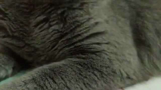 kitten