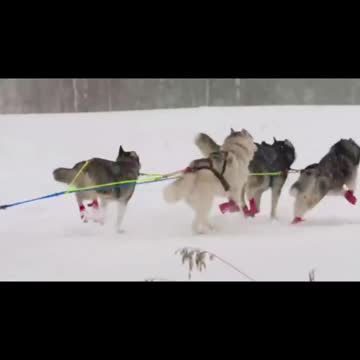 😍 Cute Kittens Doing Funny Things, Cutest kittens in the worlds 2021 😍 #5 Cute Cat