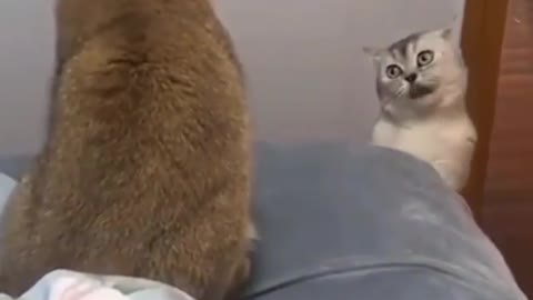 Cat talking with mate 🤯