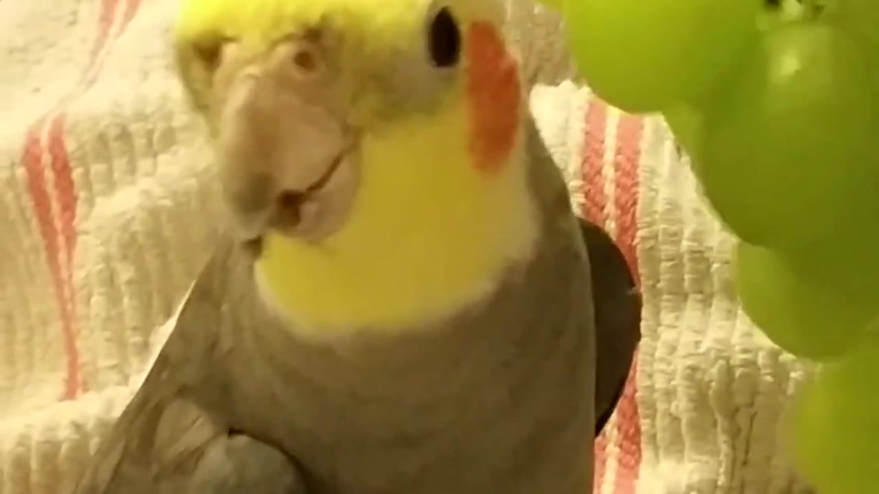 Happy Bird Sings to Grapes! #Birds #Cockatiel #Parrot #Cute