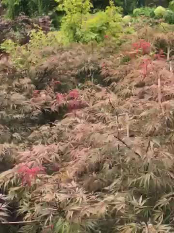 Japanese red maple trees at Highland Hill Farm