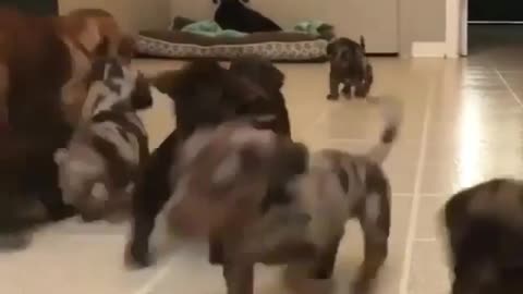 Dachshund puppies all over the floor