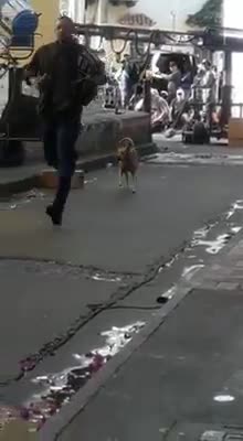 Perro cartagenero arruinó una escena de la nueva película de Will Smith