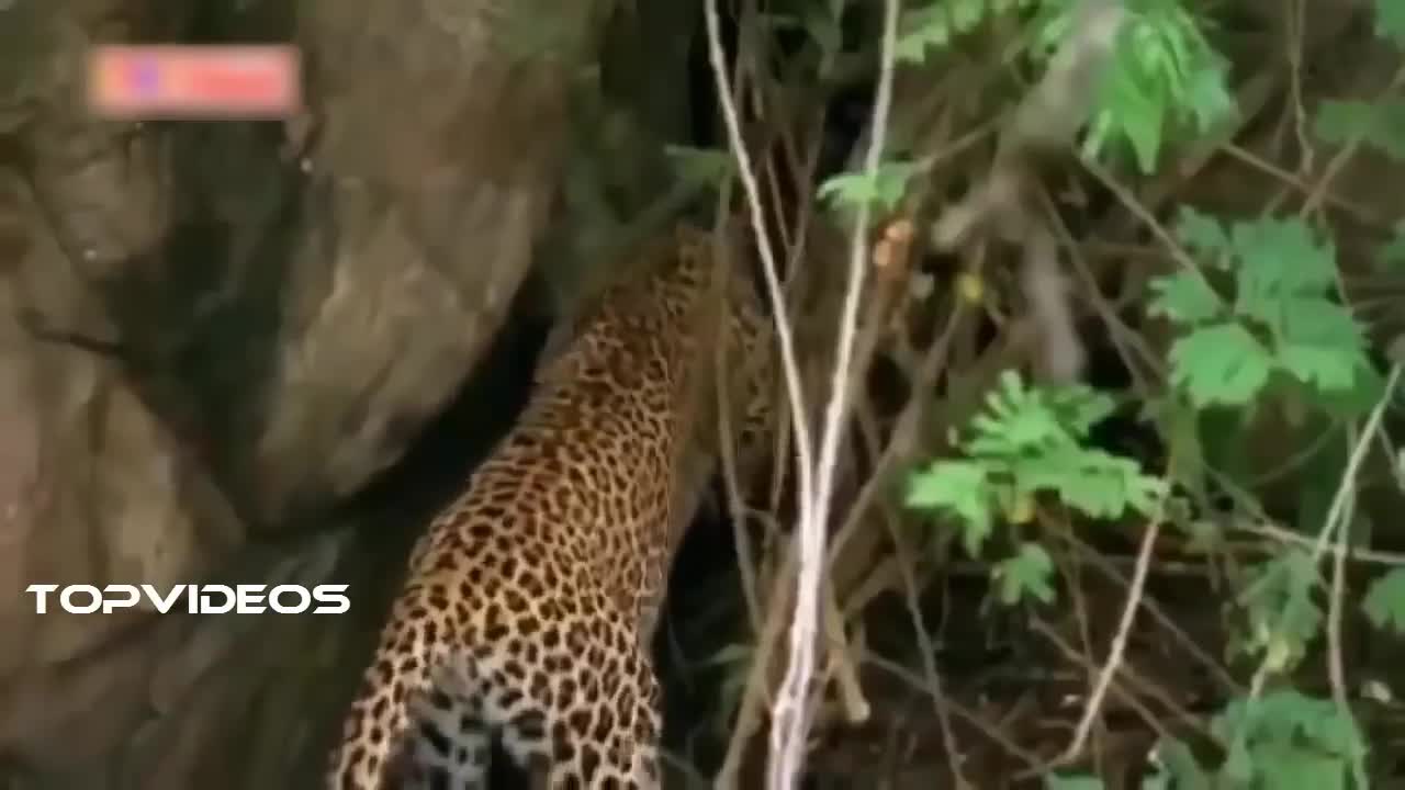 Wild life in her best moment. Epic battle, Leopard vs python