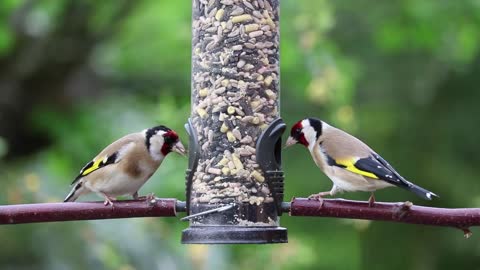 Goldfinches Eating&