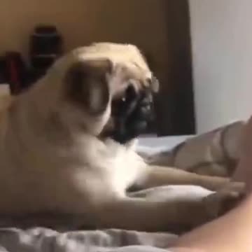 CATS AND DOGS ! SO CUTE -HEHEHE