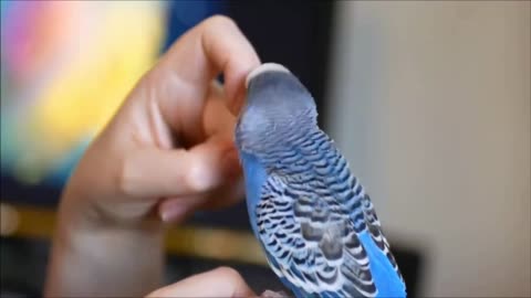 THE MOST CRAZY AND FUNNY BIRDS AND FUNNY PARROTS