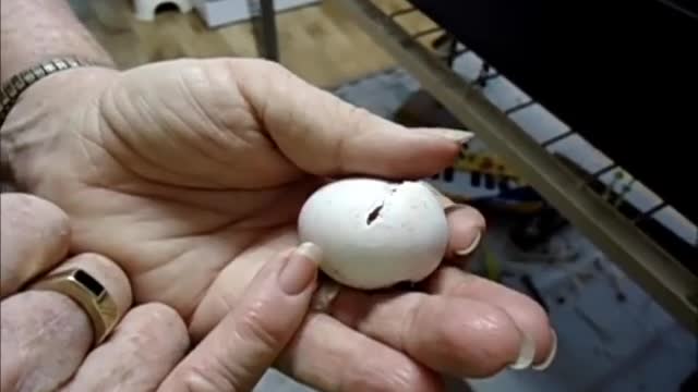 Baby Parrot hatching.