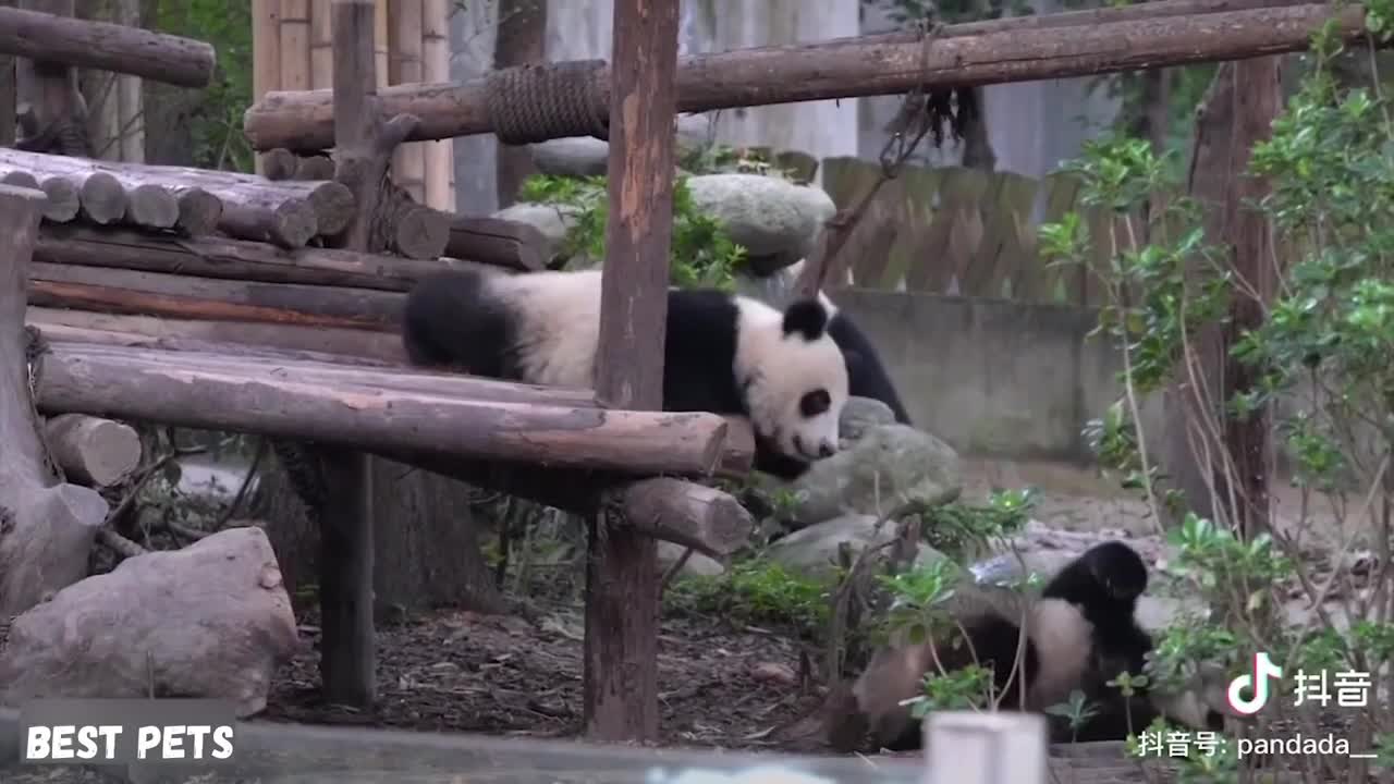 Funny And Cute Panda Compilation 2021