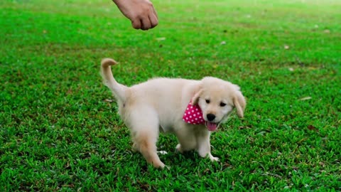 Cute PuppyIIFunny DogsIIViral Videos