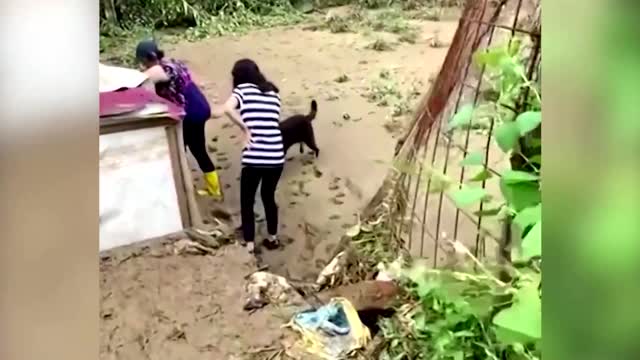 Watch volunteers rescue stray dogs at flooded shelter