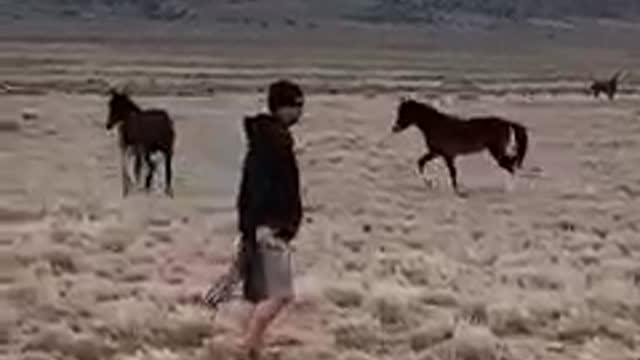 Amazing reunited of horse mother and her kid