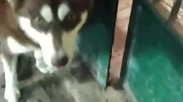 Husky playing