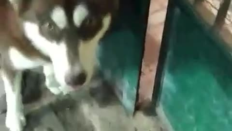 Husky playing