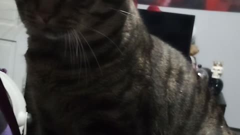 TESLA TRYING 2 DOMINATE ME! ATTACK OF TESLA ON ME! 7/28/24