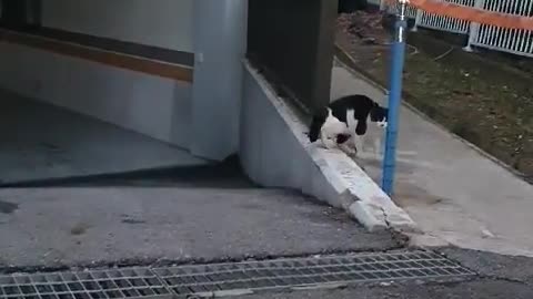 street cat in front of parking lot