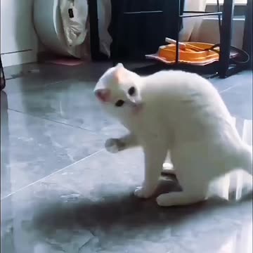 Funny Animal | Cats are the coolest. Prove me wrong 😂