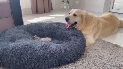 Golden Retriever Shocked by a Kitten occupying his bed!