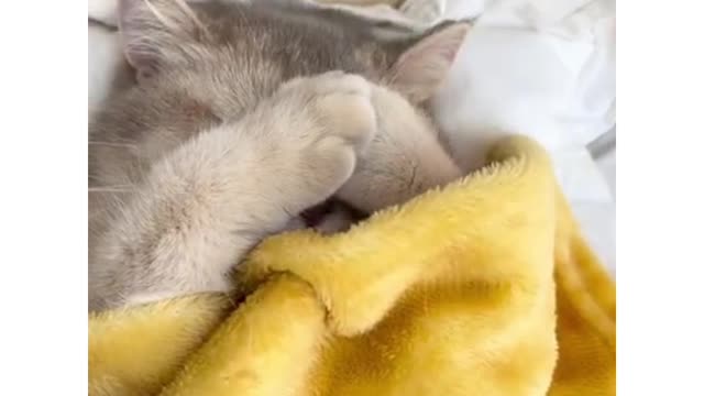 CUTE CAT 🐈SLEEPING /FUNNIEST VIDEO🤣